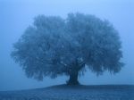 Foggy-Tree-1-C9STKQ84XZ-1024×768