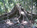 massive-roots-on-200-year-old-tree-pangandaran
