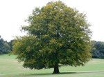 My favourite Tree