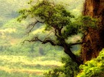OAK_TREE_Wallpaper__yvt2