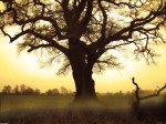 old_tree_1_2400x1800