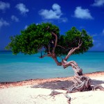 weird-fruit-tree-wallpaper