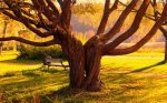 willow-tree-wallpaper