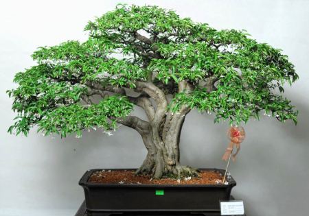 561359_421973801162502_2075227281_n