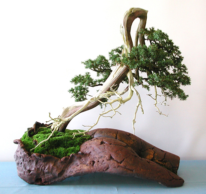 Bonsai com madeira morta, JIM, Shari, galeria de bonsais com madeira morta, técnica do Shari, técnica do Jin, Bonsais incríveis com madeira morta, Galeria de bonsais, os mais lindos bonsais de madeira morta, ferramentas para bonsai, aido bonsai, paulo netto explica a técnica da madeira morta, mestre Paulo Netto, o bonsai de paulo netto, aido bonsai, bonsai no brasil, como cultivar bonsai,