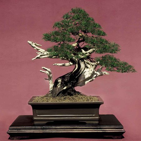 Bonsai com madeira morta, JIM, Shari, galeria de bonsais com madeira morta, técnica do Shari, técnica do Jin, Bonsais incríveis com madeira morta, Galeria de bonsais, os mais lindos bonsais de madeira morta, ferramentas para bonsai, aido bonsai, paulo netto explica a técnica da madeira morta, mestre Paulo Netto, o bonsai de paulo netto, aido bonsai, bonsai no brasil, como cultivar bonsai, Bonsai con madera muerta , JIM , Shari , galería de bonsai con madera muerta , Shari técnica , la técnica Jin , increíble bonsai con madera muerta , Bonsai Gallery, el más hermoso bonsai madera muerta , bonsai herramientas , bonsai aido , paulo netto explica la técnica de la madera muerta, señor Paulo netto, bonsai Paulo netto, aido bonsai , bonsai en Brasil, a cultivar bonsai,Bonsai with deadwood , JIM , Shari , gallery of bonsai with deadwood , Shari technique , technique Jin , amazing bonsai with deadwood , Bonsai Gallery , the most beautiful bonsai deadwood , bonsai tools , bonsai aido , paulo netto explains the technique of dead wood , master Paulo Netto , bonsai paulo netto , aido bonsai , bonsai in Brazil , how to grow bonsai,Bonsai con rami secchi , JIM , Shari , galleria di bonsai con rami secchi , Shari tecnica , tecnica Jin , incredibile bonsai con rami secchi , Bonsai Gallery, la più bella bonsai rami secchi , attrezzi bonsai , bonsai Aido , paulo netto spiega la tecnica di legno morto , maestro Paolo Netto , bonsai paulo netto , Aido bonsai , bonsai in Brasile , come coltivare bonsai,บอนไซ ที่มี เดดวูด, จิม , Shari แกลลอรี่ ของบอนไซ ที่มี เดดวูด, Shari เทคนิค เทคนิค Jin, บอนไซ ที่น่าตื่นตาตื่นใจ กับ หนักแผ่นดิน , บอนไซ แกลลอรี่ที่สวยที่สุด บอนไซ หนักแผ่นดิน บอนไซ เครื่องมือ บอนไซ aido เปาโล Netto อธิบายเทคนิค ของ ไม้ที่ตายแล้ว นาย เปาโล Netto , บอนไซ paulo Netto , aido บอนไซ, บอนไซ ในบราซิล วิธีที่จะเติบโต บอนไซ,Bonsai mit Totholz , JIM , Shari , Galerie der Bonsai mit Totholz , Shari -Technik , Technik Jin , amazing Bonsai mit Totholz , Bonsai Gallery, die schönsten Bonsai Totholz , Bonsai Werkzeuge, bonsai aido , paulo netto , erklärt die Technik von Totholz , Master Paulo Netto , Bonsai paulo netto, aido Bonsai, Bonsai in Brasilien, wie man Bonsai wachsen,Bonsai avec le bois mort, JIM , Shari, galerie de bonsaï avec le bois mort, Shari technique, technique de Jin , incroyable bonsaï avec le bois mort, Bonsai Gallery, le plus beau bonsaï bois mort , bonsaï outils, bonsaï aido , paulo netto explique la technique du bois mort, maître Paulo Netto, bonsaï paulo netto, aido bonsaï , bonsaï au Brésil , comment faire pousser des bonsaïs,