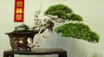 04–yuan__lin_013