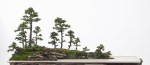 ERETHIA MICROCARPA – ROBERT&nbsp;STEVEN