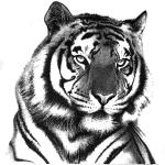 1-tiger-in-pencil-rahul-geetha-nair