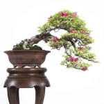 BOUGENVILEA ESPECTALLIS – ROBERT STEVEN