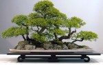 2004060052