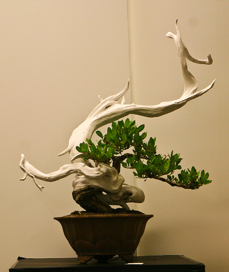 World Bonsai Convention 2009