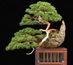 217843_468834376484494_882218244_n