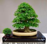 229850_534622279881785_243400120_n