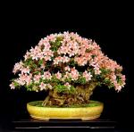 250645_492297057447641_199708202_n