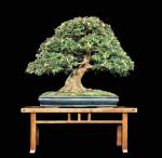 283989_304688266296695_575556340_n