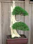 52_bonsai_tree