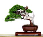 537667_530571796953500_795818581_n