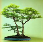 577033_439974796013201_1347740500_n