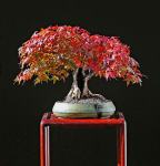 600418_449225481754799_798040460_n