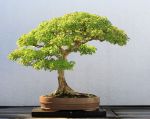 749px-Trident_Maple_bonsai_52,_October_10,_2008