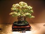 800px-Bonsai_IMG_6425