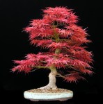 acer-palmatum-seigen