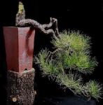 Andy Smith Ponderosa, my cascade&nbsp;pot