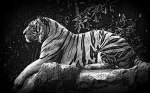Animals-HD-Wallpaper-Royal-Bengal-tiger