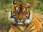 bengal_tiger