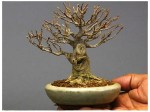 bonsai_84