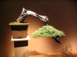 Bonsai_IMG_6402