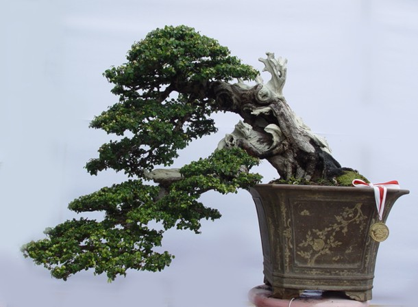 HAN KENGAI | Aido Bonsai
