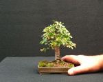 chinese elm with hand 290706&nbsp;400