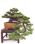 contest_kathleen_ebey_juniper_prostrata_2