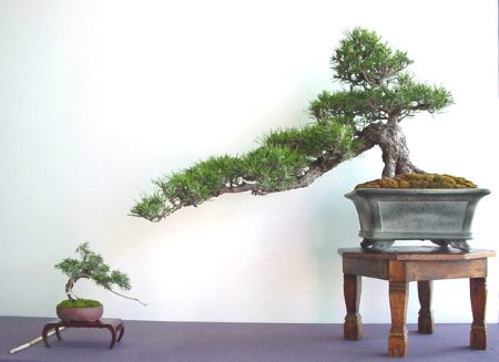 Galeria Kengai, estilo kengai, bonsai kengai, galeria do estilo kengai, estilo cascata na natureza, estilos de bonsai, aido bonsai,Gallery Kengai , Kengai style , bonsai Kengai , gallery style Kengai , cascade style in nature , styles of bonsai , bonsai aido , Galería Kengai , estilo Kengai , bonsai Kengai , galería Kengai estilo , el estilo de cascada en la naturaleza, los estilos de bonsai , bonsai aido ,แกลเลอรี่ Kengai สไตล์ Kengai , บอนไซ Kengai แกลลอรี่ สไตล์ Kengai สไตล์ น้ำตก ในธรรมชาติ รูปแบบของ บอนไซ, บอนไซ aido ,Gallery Kengai , Kengai Stil Bonsai Kengai , Galerie Stil Kengai , Kaskaden -Stil in der Natur, Arten von Bonsai, Bonsai aido ,