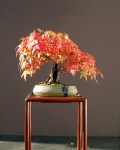 Japanese maple bonsai in&nbsp;fall