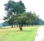 hawthorn2%20at%20Tatton%20130804