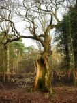 hollow_oak_norfolk_170204