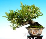 image-hyoushi-030514-tachibanamodoki-deguchi