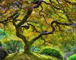 japanese-maple-tree-chuck-roderique