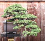Juniperus chinensis ‘Shimpaku’ 01