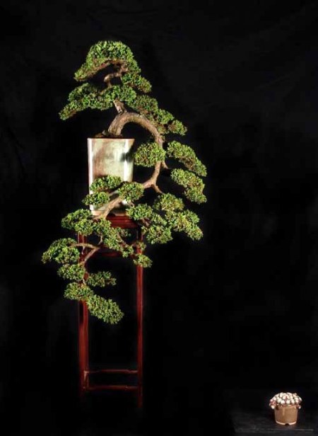 Juniperus horisontalis