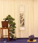 Juniperus procumbens ‘Nana’ 04