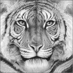 Majesty_tiger_eyes_head_gary_hodges
