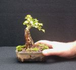 privet with hand 1006&nbsp;400