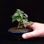 prunus incisa 200&nbsp;0504