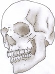 shaded-skull-photo