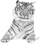 sumatran-tiger-rosanna-maria