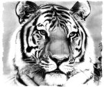 the_tiger_pencil_drawing_by_booters